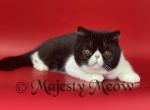 Teon - Exotic Cat For Sale - Yucca Valley&comma; CA&comma; US