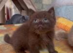 Vanda - British Shorthair Cat For Sale - Hollywood&comma; FL&comma; US