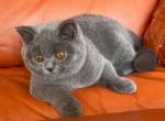 Bentley - British Shorthair Cat For Sale - Hollywood&comma; FL&comma; US