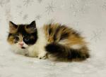 Kira - Minuet Cat For Sale - Hollywood&comma; FL&comma; US