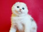 Emily - Scottish Fold Cat For Sale - Hollywood&comma; FL&comma; US