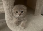 Scottish Fold Orange Boy - Scottish Fold Cat For Sale - Los Angeles&comma; CA&comma; US