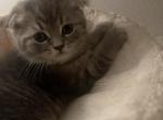 Scottish Fold Tabby Boy - Scottish Fold Cat For Sale - Los Angeles&comma; CA&comma; US