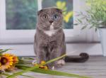 Xavron - Scottish Fold Cat For Sale - Hollywood&comma; FL&comma; US