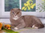Xavier - Scottish Fold Cat For Sale - Hollywood&comma; FL&comma; US