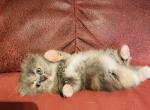 August - Scottish Fold Cat For Sale - WI&comma; US