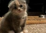 Almond - Scottish Fold Cat For Sale - WI&comma; US