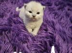 Ragdoll mink kittens - Ragdoll Cat For Sale - Jacksonville&comma; NC&comma; US