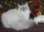 XYLINA IZ TVERSKOGO KNYAZHESTVA - Siberian Cat For Sale - NY&comma; US