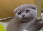 Martin - Scottish Fold Cat For Sale - New York&comma; NY&comma; US