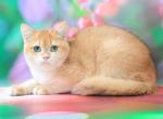 Baron - Brazilian Shorthair Cat For Sale - Los Angeles&comma; CA&comma; US