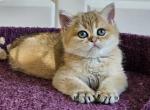 Boss - British Shorthair Cat For Sale - Chicago&comma; IL&comma; US