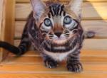 William - Bengal Cat For Sale - Miami&comma; FL&comma; US