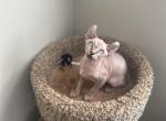 Female elf - Sphynx Cat For Sale - Brooklyn&comma; NY&comma; US