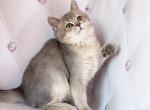Blue golden shaded male - British Shorthair Cat For Sale - Wheeling&comma; IL&comma; US