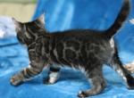 Catnip - Bengal Cat For Sale - Boston&comma; MA&comma; US