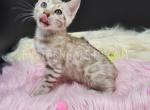 Snow Mink TICA reg Bengal girl - Bengal Cat For Sale - Daytona Beach&comma; FL&comma; US