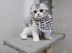 Scottish Kilts Reserve Your Now - Scottish Fold Kitten For Sale - 