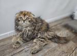 Scottish Kilts Reserve Your Now - Scottish Fold Kitten For Sale - 