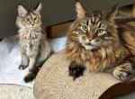 Innessa - Maine Coon Cat For Sale - Staten Island&comma; NY&comma; US