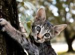 Bold Spotted Savannah Girl - Savannah Cat For Sale - Lakeland&comma; FL&comma; US