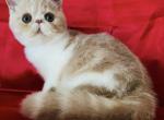 Cashew - Exotic Cat For Sale - Philadelphia&comma; PA&comma; US