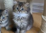 Scaly - Scottish Straight Cat For Sale - New York&comma; NY&comma; US