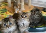 Scott babies - Scottish Fold Cat For Sale - New York&comma; NY&comma; US
