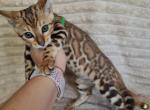 Xena - Bengal Cat For Sale - Miami&comma; FL&comma; US