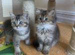 Scott babies 2 - Scottish Straight Cat For Sale - New York&comma; NY&comma; US