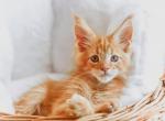 Feodor - Maine Coon Cat For Sale - Miami&comma; FL&comma; US