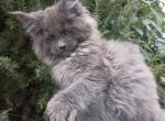 Nakhal - Maine Coon Cat For Sale - Miami&comma; FL&comma; US