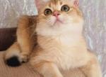 Assol - British Shorthair Cat For Sale - Miami&comma; FL&comma; US