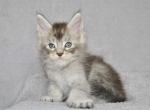Keanu - Maine Coon Cat For Sale - Hollywood&comma; FL&comma; US