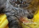 Raymonda - Exotic Cat For Sale - Lemont&comma; IL&comma; US