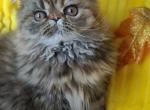 Rory - Exotic Cat For Sale - Lemont&comma; IL&comma; US