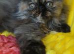 Sabrina - Persian Cat For Sale - Lemont&comma; IL&comma; US