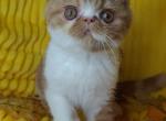Simon - Exotic Cat For Sale - Lemont&comma; IL&comma; US