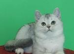 Garry - Scottish Straight Cat For Sale - Los Angeles&comma; CA&comma; US