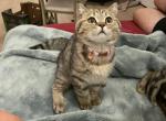 Biggie - Scottish Fold Cat For Sale - Tukwila&comma; WA&comma; US