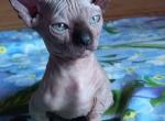9 DVELF - Sphynx Cat For Sale - Abington&comma; PA&comma; US