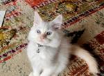 Tuna - Ragdoll Cat For Sale - Attica&comma; MI&comma; US