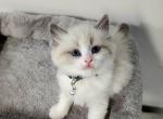 Tron - Ragdoll Cat For Sale - Attica&comma; MI&comma; US