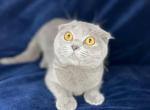 Scottish fold - Scottish Fold Cat For Sale - Sacramento&comma; CA&comma; US