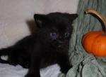 Cocoa - Domestic Cat For Sale - New Holland&comma; PA&comma; US