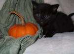 Midnight - Domestic Cat For Sale - New Holland&comma; PA&comma; US