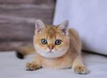 Gosha - British Shorthair Cat For Sale - Miami&comma; FL&comma; US