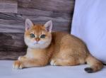 Garfield - British Shorthair Cat For Sale - Miami&comma; FL&comma; US