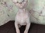 Vanya - Sphynx Cat For Sale - Pembroke Pines&comma; FL&comma; US