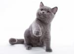 Marena - British Shorthair Cat For Sale - Hollywood&comma; FL&comma; US